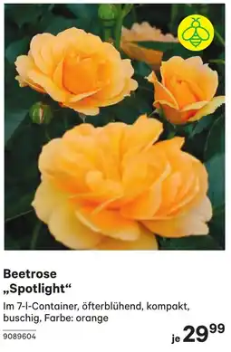 BayWa Beetrose Spotlight Angebot