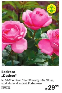 BayWa Edelrose Desiree Angebot