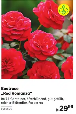 BayWa Beetrose Red Romanza Angebot