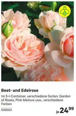 BayWa Beet- und Edelrose Angebot