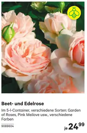 BayWa Beet- und Edelrose Angebot