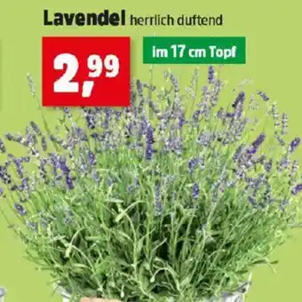 Thomas Philipps Lavendel Angebot