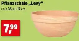 Thomas Philipps Pflanzschale,,Levy Angebot