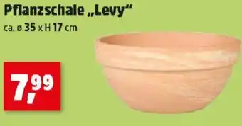 Thomas Philipps Pflanzschale,,Levy Angebot