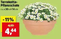 Thomas Philipps Terrakotta- Pflanzschale Angebot