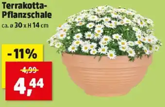 Thomas Philipps Terrakotta- Pflanzschale Angebot