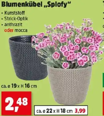Thomas Philipps Blumenkübel,,Splofy Angebot