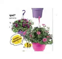 Lidl Bepflanzte Ampel Verschiedene Arrangements und Ampelfarben Lidl Angebot