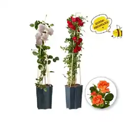 Lidl Kletterrosen Verschiedene Blütenfarben Lidl Angebot