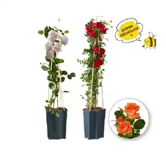 Lidl Kletterrosen Verschiedene Blütenfarben Lidl Angebot