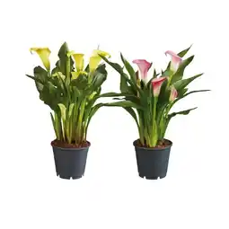 Lidl Calla Verschiedene Blütenfarben Lidl Angebot