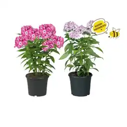 Lidl Phlox Verschiedene Blütenfarben Lidl Angebot