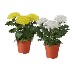 Lidl Chrysantheme Zembla versch. Blütenfarben Lidl Angebot