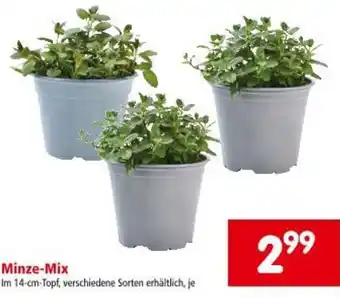 Interspar Minze-Mix Angebot