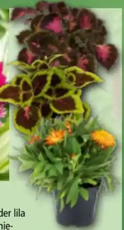 Norma Balkon-Beetpflanzen Angebot