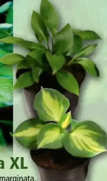 Norma Funkie Hosta Angebot