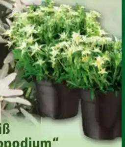 Norma Edelweiss Leontopodium Angebot