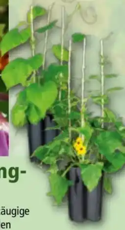 Norma Sommerschlingpflanzen Angebot