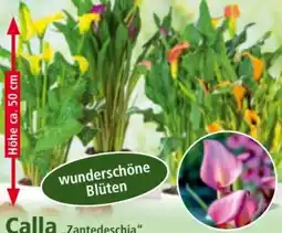 Norma Calla Zantedeschia Angebot