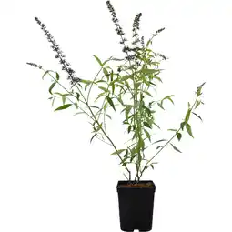 Metro Sommerflieder versch. Sorten, Preisangabe ohne MwSt. (Preis inkl. MwSt. 11,29 €), METRO Angebot