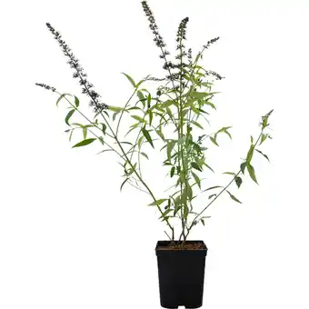 Metro Sommerflieder versch. Sorten, Preisangabe ohne MwSt. (Preis inkl. MwSt. 11,29 €), METRO Angebot