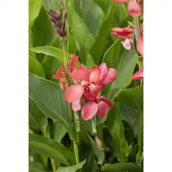 Metro Canna Indisches Blumenrohr, Preisangabe ohne MwSt. (Preis inkl. MwSt. 25,98 €), METRO Angebot