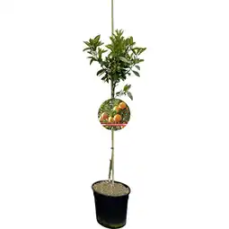 Metro Frucht-Stämmchen versch. Sorten, Preisangabe ohne MwSt. (Preis inkl. MwSt. 59,88 €), METRO Angebot