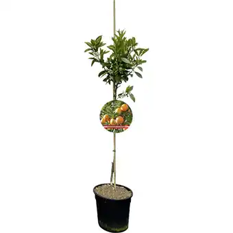 Metro Frucht-Stämmchen versch. Sorten, Preisangabe ohne MwSt. (Preis inkl. MwSt. 59,88 €), METRO Angebot