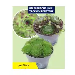 Hofer Hauswurz versch. Sorten und Farben HOFER Angebot