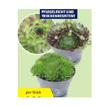 Hofer Hauswurz versch. Sorten und Farben HOFER Angebot