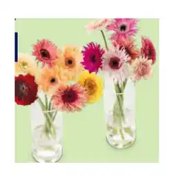 Hofer Premium-Germini „COLOURSPLASH“ verschiedenen Sondersorten und Blütenfarben HOFER Angebot