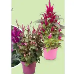 Hofer Celosia verschiedene Blütenfarben HOFER Angebot