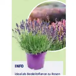 Hofer Lavendel HOFER Angebot