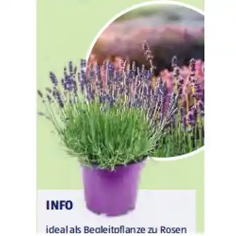 Hofer Lavendel HOFER Angebot