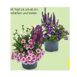 Hofer Sommermix Bloo-Mix versch. Blütenfarben und Sorten HOFER Angebot