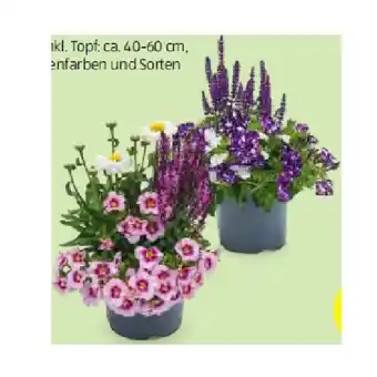 Hofer Sommermix Bloo-Mix versch. Blütenfarben und Sorten HOFER Angebot