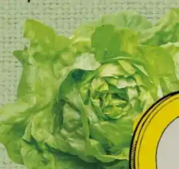 Spar Kopfsalat Angebot