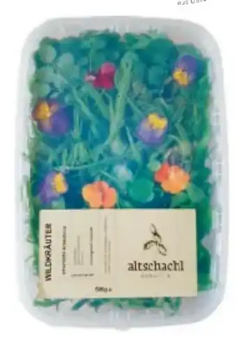 Metro Altschachl Kräuter Wildkräutersalat Angebot