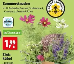 Thomas Philipps Sommerstauden Angebot