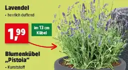 Thomas Philipps Lavendel Angebot