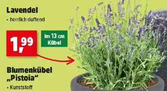 Thomas Philipps Lavendel Angebot