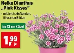 Thomas Philipps Nelke Dianthus Pink Kisses Angebot