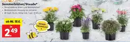 Lidl Sommerblüher/Staude Angebot