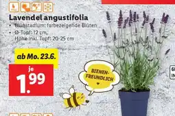 Lidl Lavendel Angustifolia Angebot
