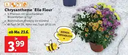 Lidl Chrysantheme 'Elle Fleur' Angebot
