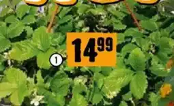 Hornbach Erdbeerampel mit Hänge-Erdbeere Angebot