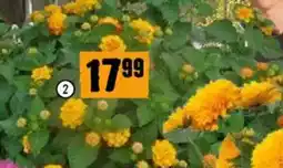 Hornbach Wandelröschen als Busch Angebot