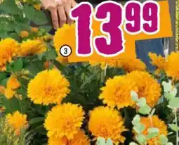 Hornbach Mädchenauge XXL mehrjährige Staude Angebot