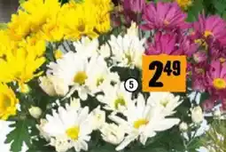 Hornbach Chrysanthemen Angebot