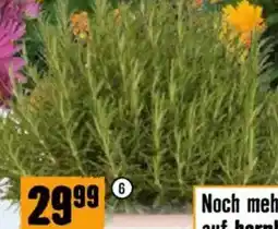 Hornbach Rosmarin XXL als Busch Angebot